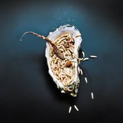 Oyster's Reluctance at Numbering Grew Early by Using Dendrochronology